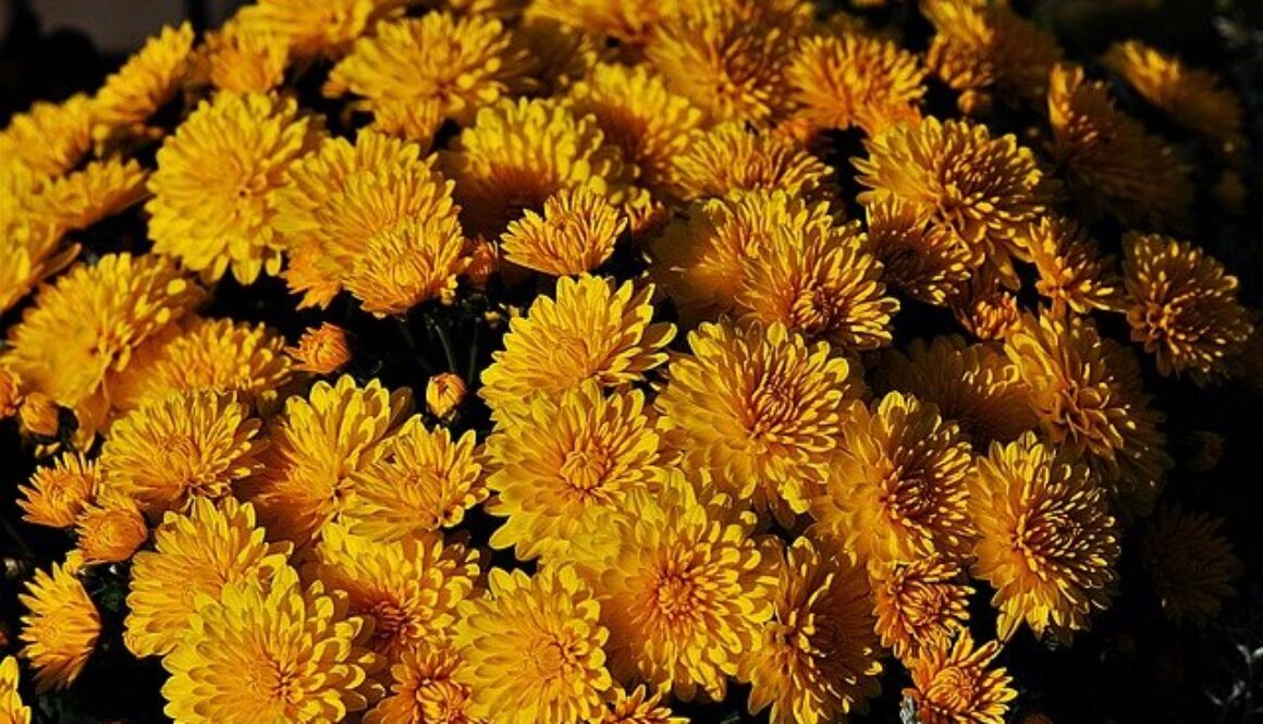 yellow-chrysanthemums-4611561_640