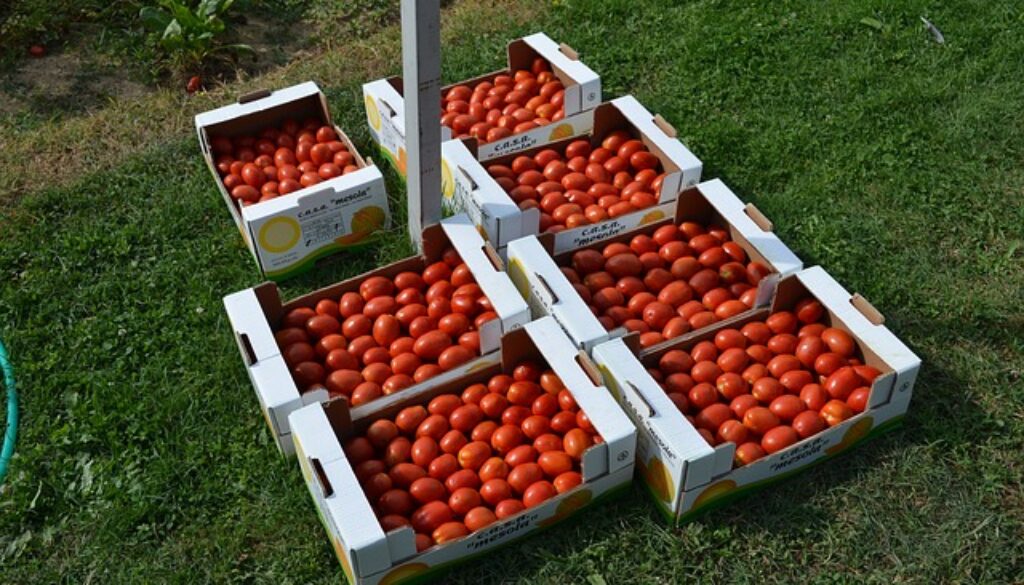tomatoes-1905336_640