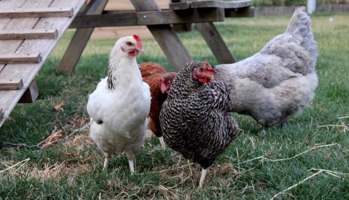 four-chickens-in-the-grass-on-the-farm-hens-po-2021-09-02-09-35-22-utc.jpg