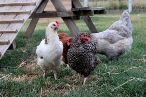 four-chickens-in-the-grass-on-the-farm-hens-po-2021-09-02-09-35-22-utc.jpg