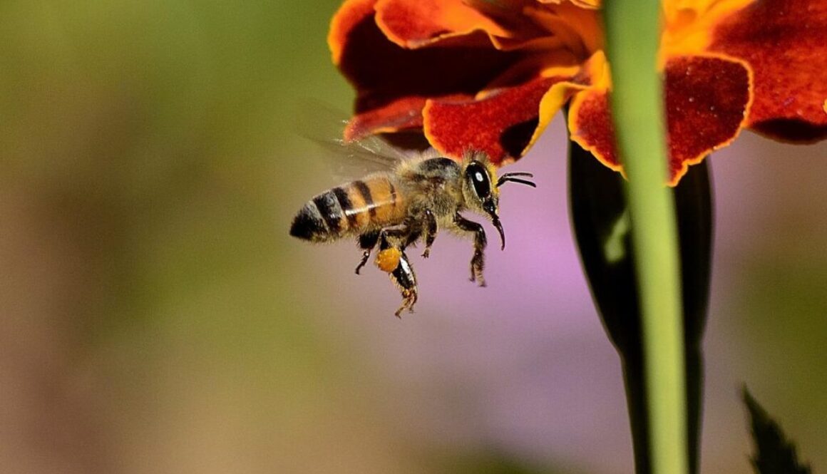 pszczoła leci do kwiata