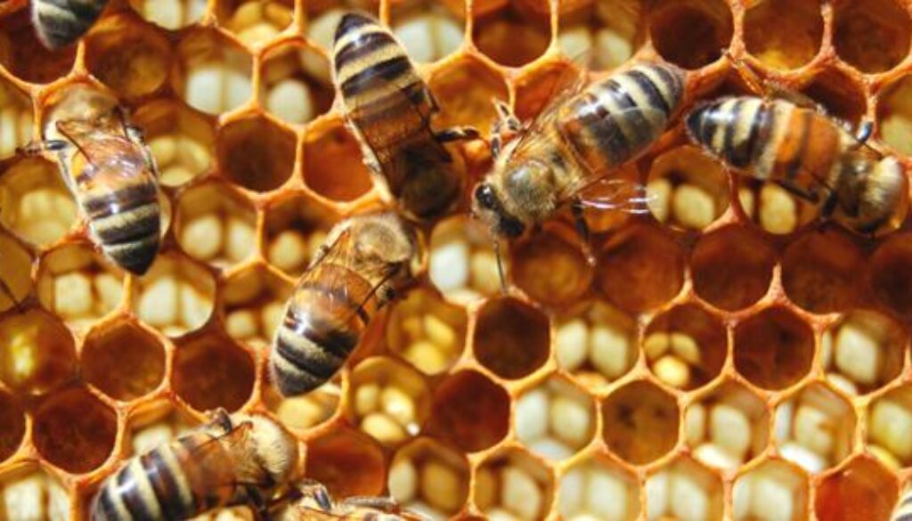 Plaster miodu i pszczoły