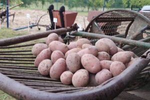 Święto ziemniaka w Głuchowie 2022