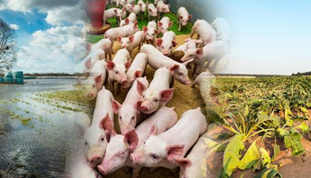 Grafika przedstawiająca hodowlę świń i krajobrazy rolnicze
