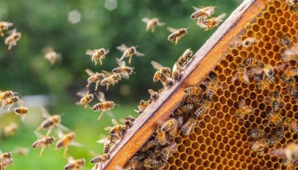 Pszczoły lecące do pasieki