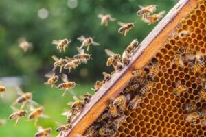 Pszczoły lecące do pasieki