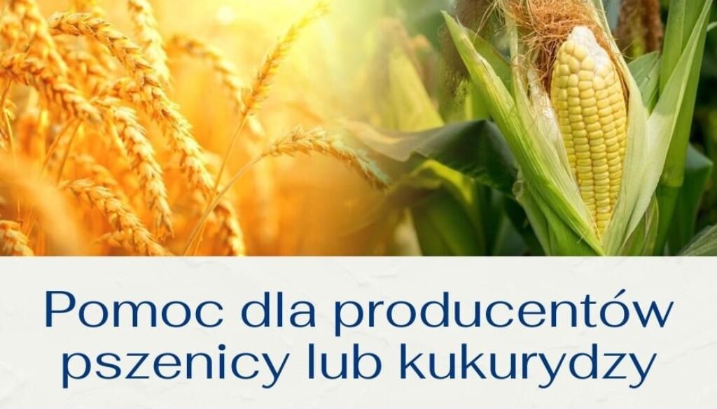 Pomoc finansowa dla producentów pszenicy lub kukurydzy, którzy ponieśli straty spowodowane agresją Federacji Rosyjskiej na Ukrainę.