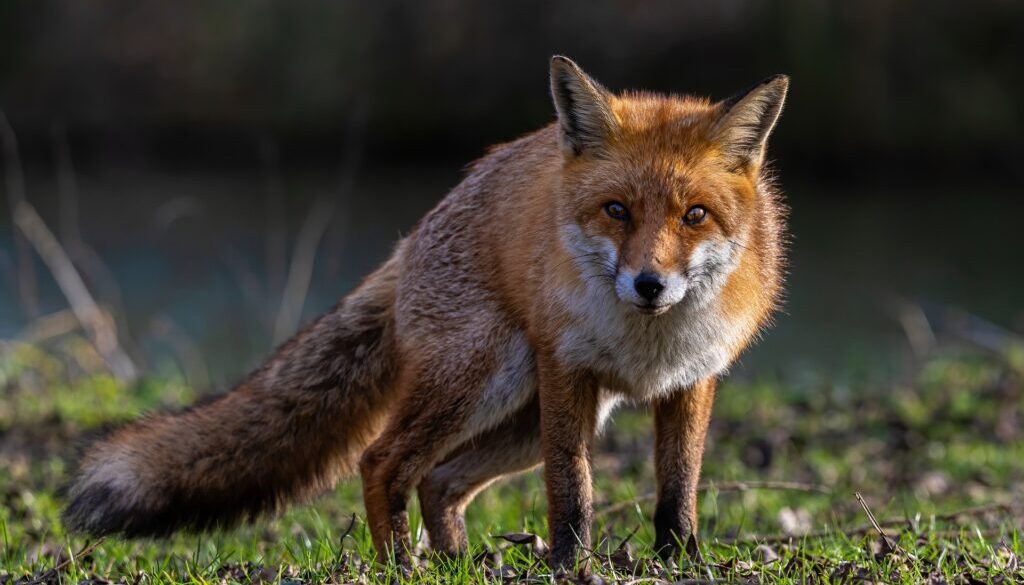 fox-7017260_1920